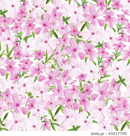 シバザクラ 芝桜のイラスト素材