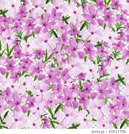 シバザクラ 芝桜のイラスト素材