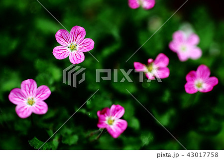 紅いエロディウムの花 43017758