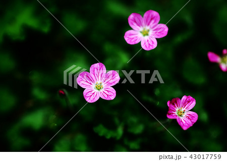 紅いエロディウムの花 43017759