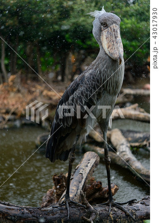 ハシビロコウ ハシビロコウ 43017930