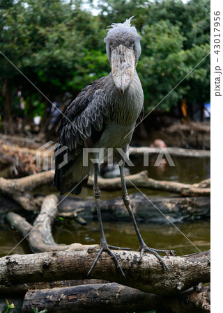 ハシビロコウ 43017956