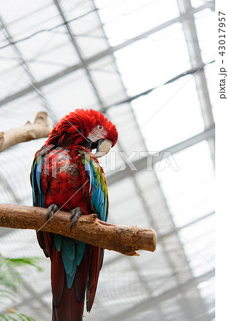 コンゴウインコ コンゴウインコ 43017957