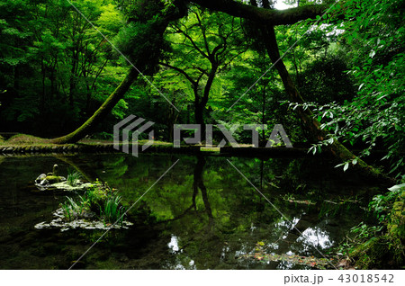 山吹水源 43018542