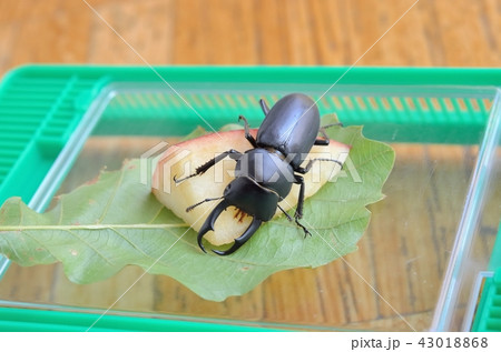 リンゴを食べるコクワガタ 43018868