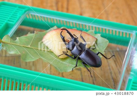 リンゴを食べるコクワガタ リンゴを食べるコクワガタ 43018870