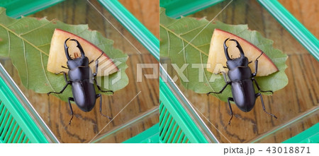 リンゴを食べるコクワガタ 43018871