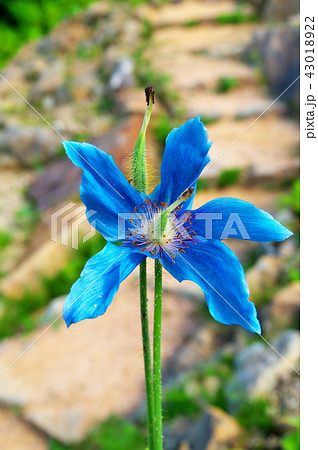 青いケシ ケシの花の写真素材