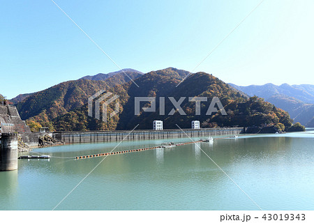 奥多摩湖 紅葉 奥多摩湖 紅葉 43019343
