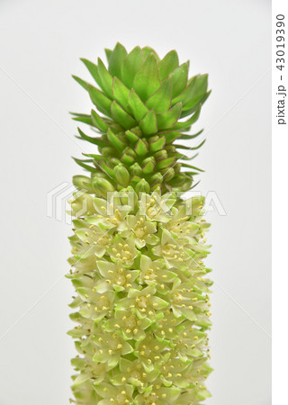 パイナップルリリーの切り花の写真素材