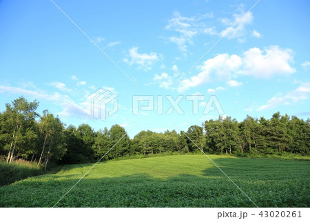 そば畑 43020261