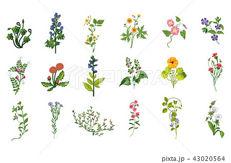 Wild Flowers Hand Drawn Set Of Detailed Illustrations Wild Flowers Hand Drawn Set Of Detailed Illustrations 43020564