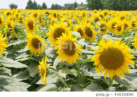 ひまわり畑 43020890
