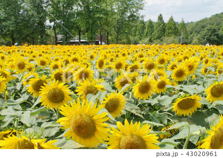 ひまわり畑 43020961
