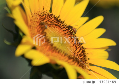 ヒマワリ 43021489