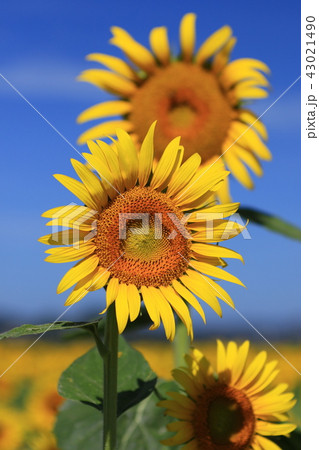 ヒマワリ ヒマワリ 43021490