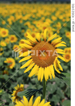 ヒマワリ ヒマワリ 43021491