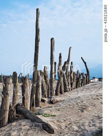 Beach timber 43021680