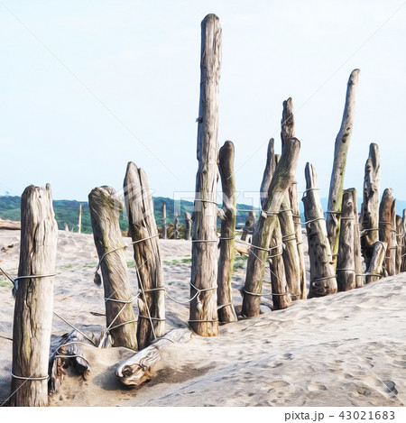 Beach timber Beach timber 43021683