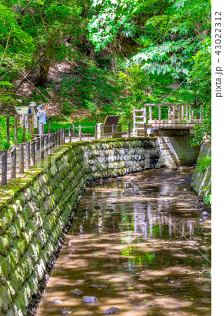 東京 夏の等々力渓谷 東京 夏の等々力渓谷 43022312