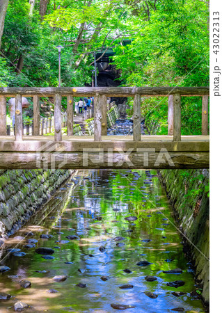 東京　夏の等々力渓谷 43022313