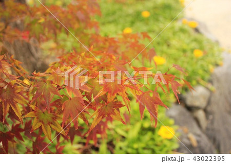 赤と緑のコントラスト 43022395