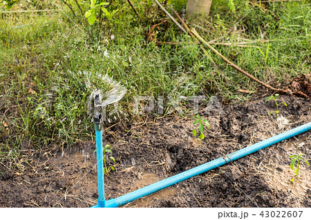 Close-up Sprinkler irrigation watering form 43022607
