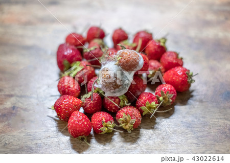 Strawberry are fungus on ripe pile strawberry 43022614
