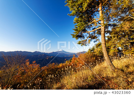 早朝の百蔵山山頂から見る富士山 早朝の百蔵山山頂から見る富士山 43023360