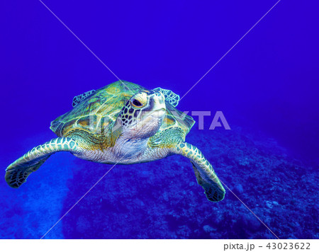 ウミガメ ウミガメ 43023622