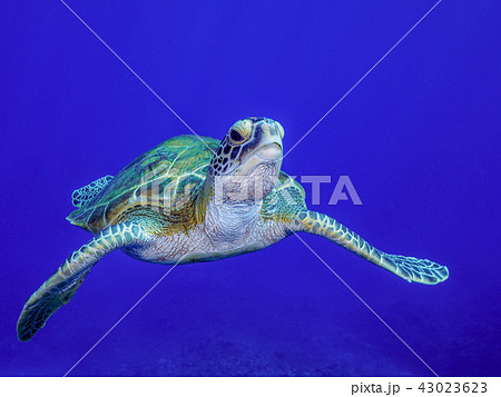 ウミガメ 43023623