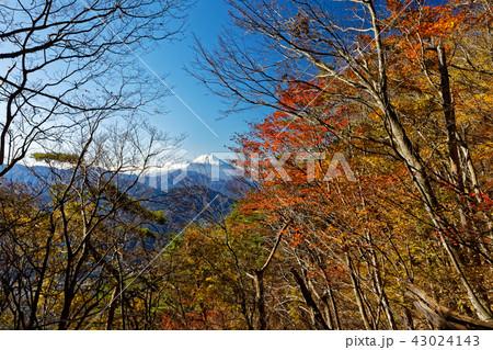 紅葉の扇山中腹から見る富士山 43024143