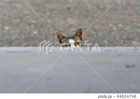 猫・野良猫 猫・野良猫 43024746