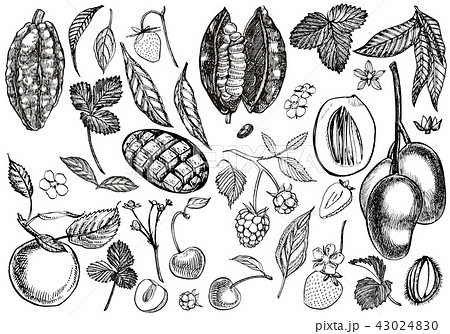 Set Of Graphic Botanical Illustration Mango のイラスト素材