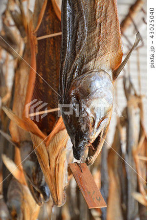 新潟県・村上散歩：名産の塩引き鮭 43025040