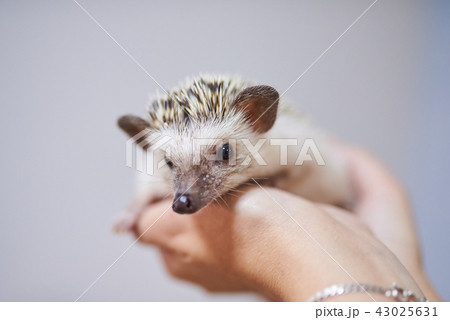 Cute decorative hedgehog on his hands 43025631