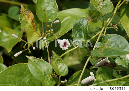 ヘクソカズラ 43026551