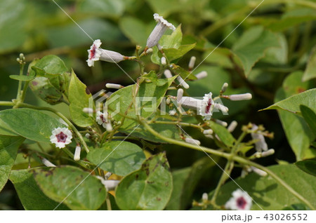 ヘクソカズラ 43026552