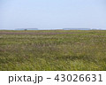 ワタスゲ 43026631