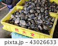 オオノガイ 43026633
