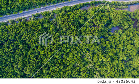 top view of mangrove forest in Phuket 43026643