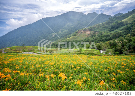 ニッコウキスゲ キスゲ デイリリー 43027102