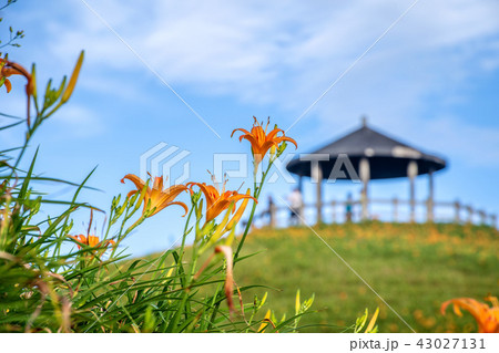 ニッコウキスゲ キスゲ デイリリー 43027131