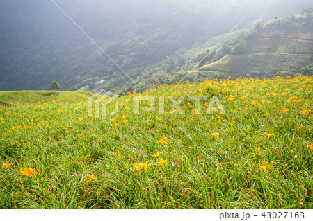 ニッコウキスゲ キスゲ デイリリー 43027163