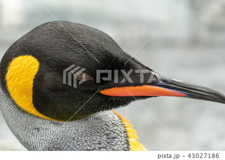 コウテイペンギン　アップ 43027186