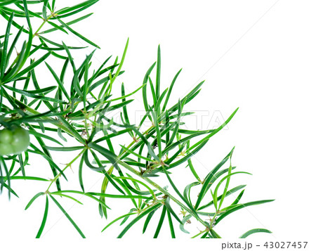 Close up of Shatavari plant 43027457