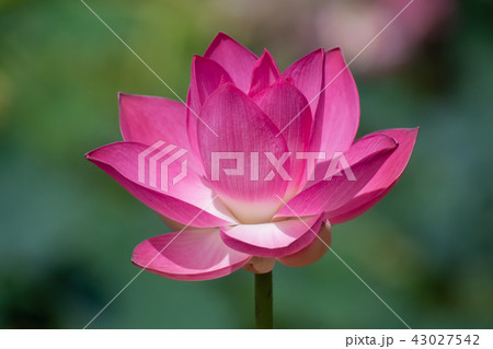Close up pink lotus flower. 43027542