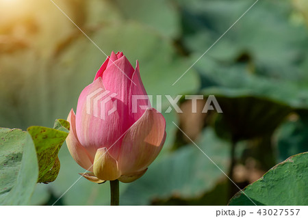 Close up pink lotus flower. Close up pink lotus flower. 43027557