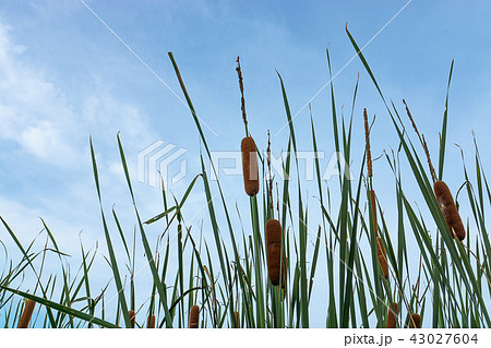 Narrow-leaved Cattail plant Narrow-leaved Cattail plant 43027604