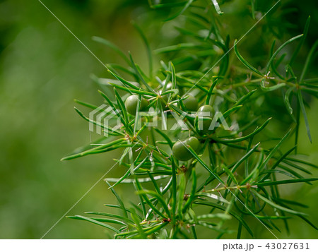 Close up of Shatavari plant 43027631